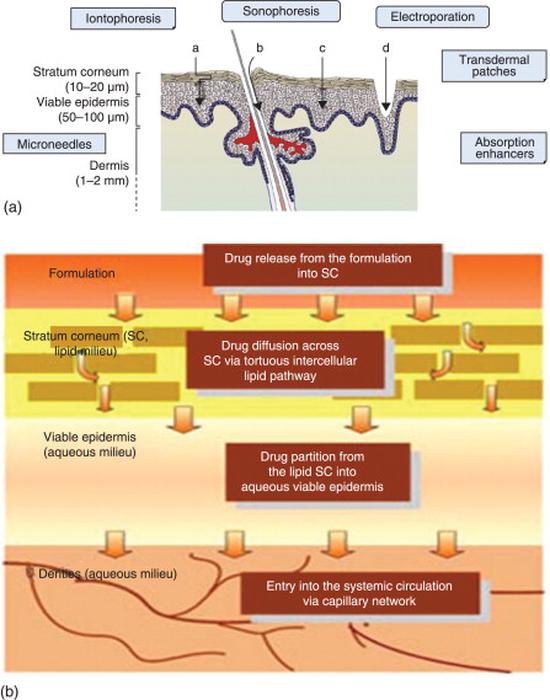 Macroscopic model for Transdermal Drug Delivery